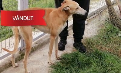 Câine din rasa ogar (metis) - Maron-roscat